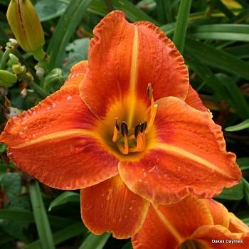 Лилейник гибридный Tuscawilla Tigress