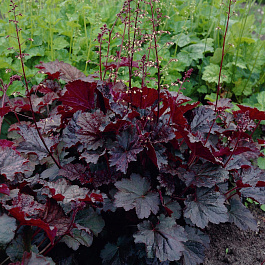 Гейхера мелкоцветковая Пэлэс Пёпл