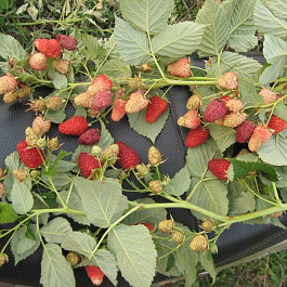 Малина ремонтантная Нижегородец