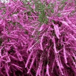 Тамарикс ветвистый Rubra