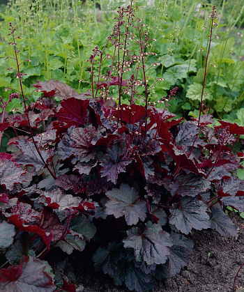 Гейхера мелкоцветковая Пэлэс Пёпл