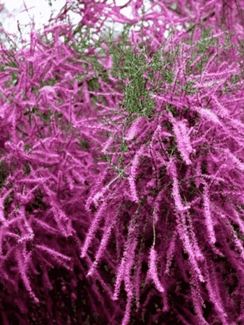 Тамарикс ветвистый Rubra