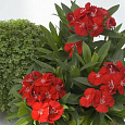 Гвоздика Чиба Скарлет Гвоздика Чиба Скарлет