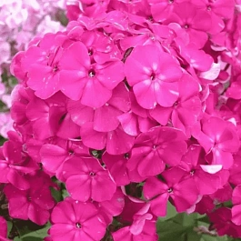 Флокс метельчатый Виктория