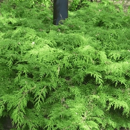 Микробиота перекрестнопарная Green Carpet