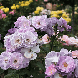 Роза Флорибунда Blue for you