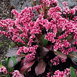 Бадан гибридный Pink Dragonfly