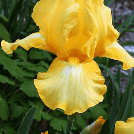 Ирис германский Buckwheat