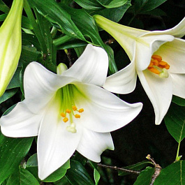 Лилия лонгифлорум Вайт Хевен НАБОР 2ШТ (2+2) Лилия лонгифлорум Вайт Хевен НАБОР 2ШТ (2+2)