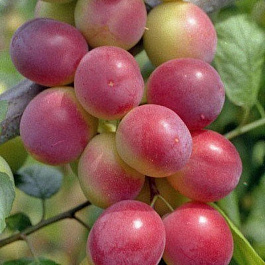 Алыча Найдена