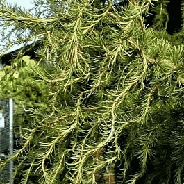 Лиственница европейская Diana