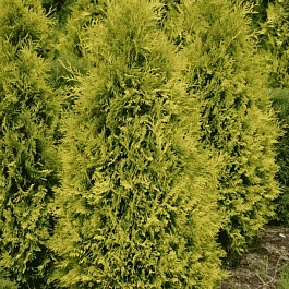 Туя западная Sunkist