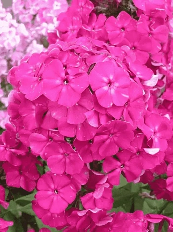 Флокс метельчатый Виктория