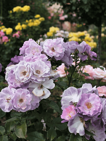 Роза Флорибунда Blue for you