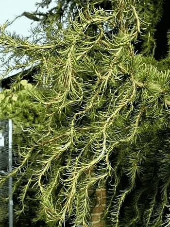 Лиственница европейская Diana