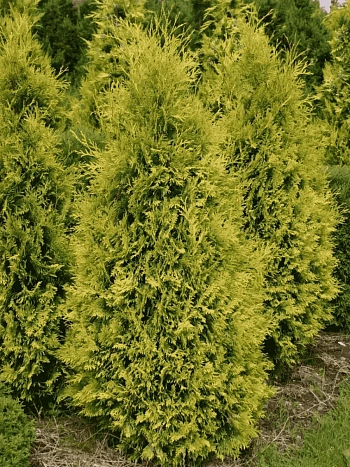 Туя западная Sunkist