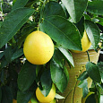 Цитрус Лимон Мейера Цитрус Лимон Мейера