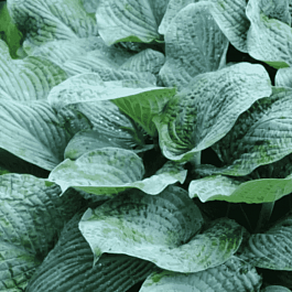 Хоста Blue Hawaii