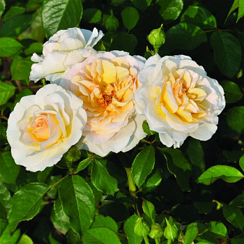 Роза флорибунда Река Тиса