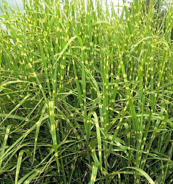 Мискантус китайский Цвергзебра