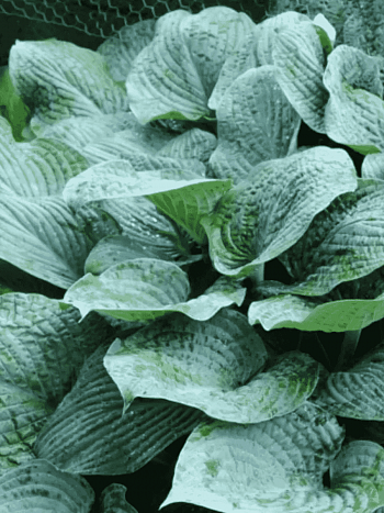 Хоста Blue Hawaii