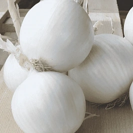 Лук-севок Стардаст Белый