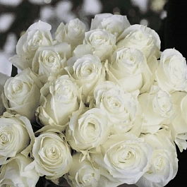 Роза чайно-гибридная Proud