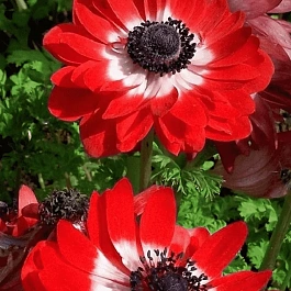 Анемона Double The Governor