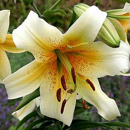 Лилия ОТ-гибрид Мистер Кас