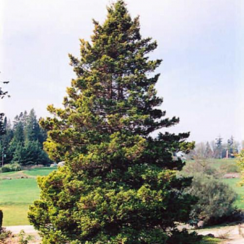 Кипарисовик горохоплодный plumosa
