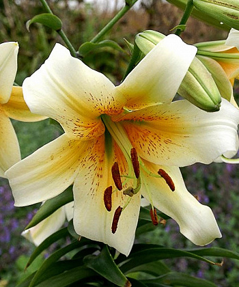 Лилия ОТ-гибрид Мистер Кас