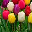 Тюльпан Смесь Окрасок