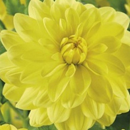 Георгина Декоративная Сан Леди