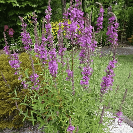 Дербенник иволистный Lady Sackville