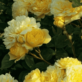 Роза Флорибунда Anna Dupre