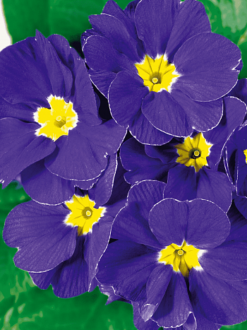 Примула Hethor Blue Flame