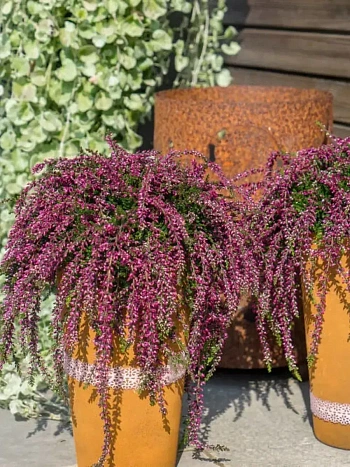 Вереск Rote Janina