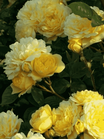 Роза Флорибунда Anna Dupre