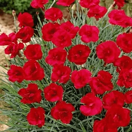 Гвоздика перистая David