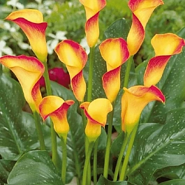 Калла Peach Chiffon