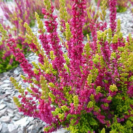 Вереск обыкновенный Атене Вереск обыкновенный Атене