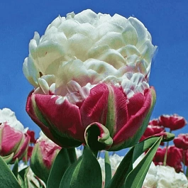 Тюльпан Махровый Ice Cream
