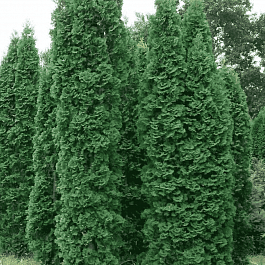 Туя западная Columna