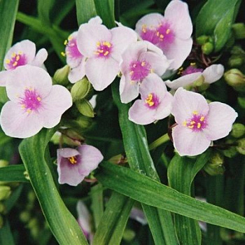 Традесканция Андерсона Темптейшн