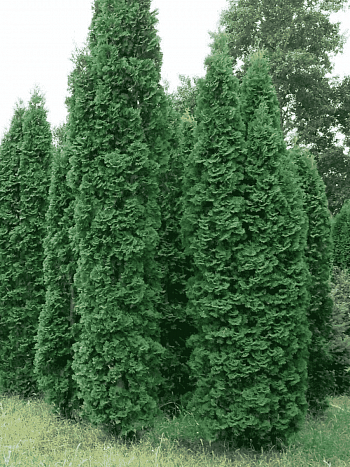 Туя западная Columna