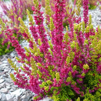 Вереск обыкновенный Атене