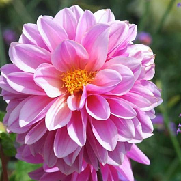 Георгина декоративная Лейк Мичиган