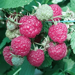 Малина обыкновенная Октавия