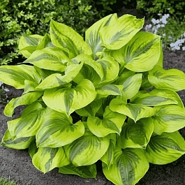 Хоста Summer Lovin