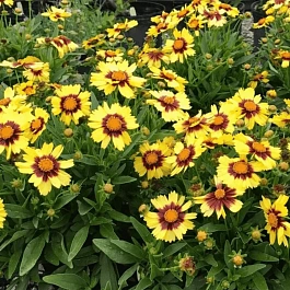 Кореопсис крупноцветковый UpTick Yellow Red